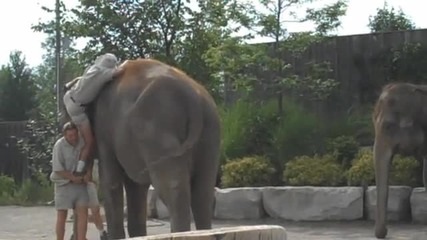 неудачна езда на слон /мого смях/ 