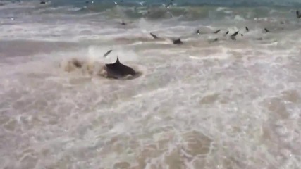 Турист заснема около 100 Акули на брега!