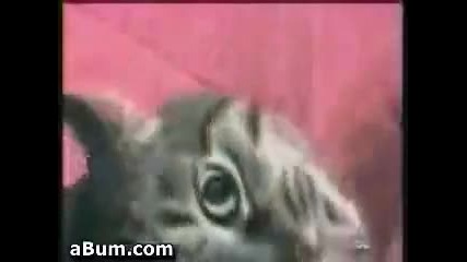 луда котка