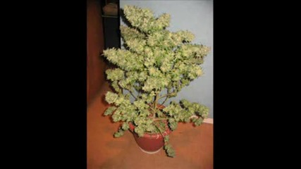 Marijuana.avi