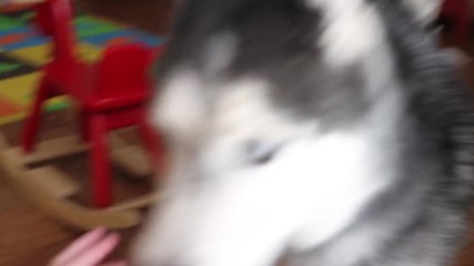 Hello - Cutest 3 Second Video Ever Hd 1280x720p
