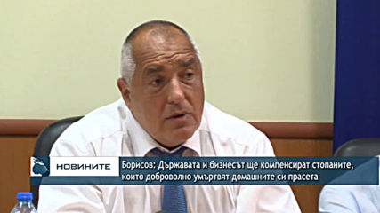 Борисов: Държавата и бизнесът ще компенсират стопаните които умъртвят домашните си прасета