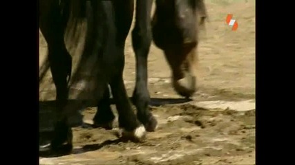 Енциклопедия на животните - Див кон - Българско аудио