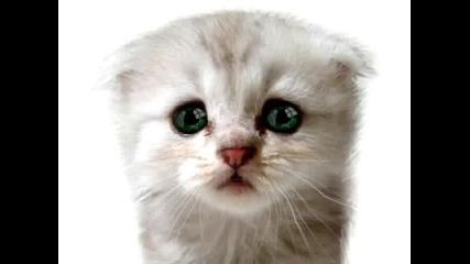 сладко котенце