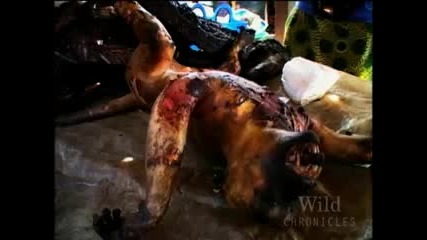 National Geographic Wild Chronicles Gorill