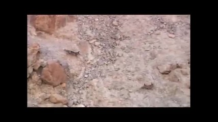 Стратегия за ходене - Дива Коза 