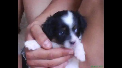 Tarinka.wmv