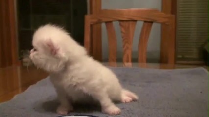Сладко бебе коте