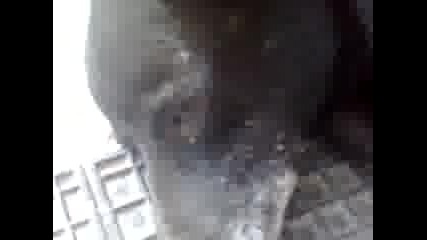 Бъкчо хърка