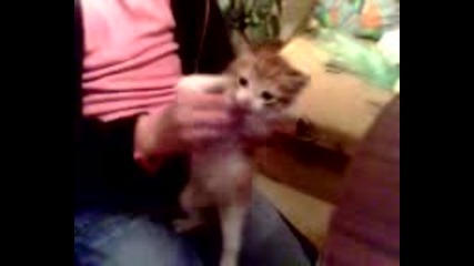 Коте танцьор - смях