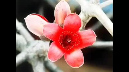 Vivaldi - Spring (пролет)
