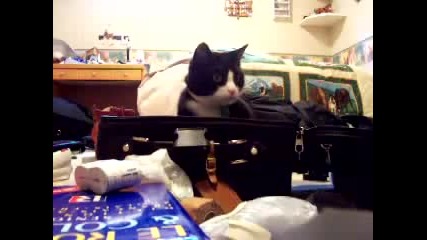 Куфар котка 