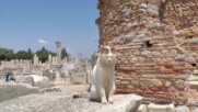 Котките на древния Ефес