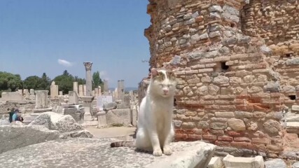 Котките на Ефес - 11.05.2022
