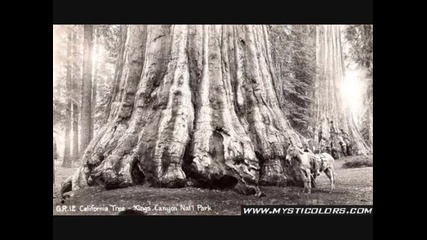 Най - гигантските дървета в историята на света! красота . 