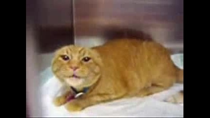 Напълно Изтещияла Котка (смях)