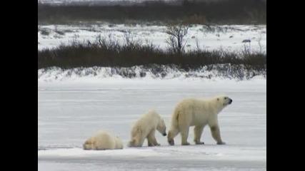 Полярна мечка разчупва 1 метър дебел лед