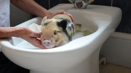 Малко прасенце си взема баня в мивката.