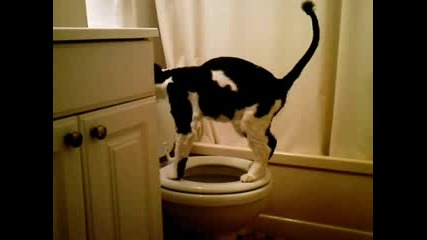 Котка пикае в тоалетна
