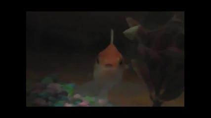 Busta Fish Рап