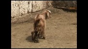 Яре с шест крака се роди в Ямболско село (2)