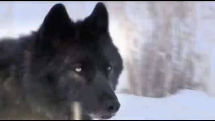 1/2 The Rise of the Black Wolf: National Geographic Channel