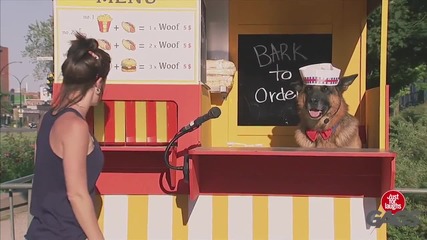 Куче продава хот-дог - скрита камера