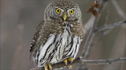 3d Animals
