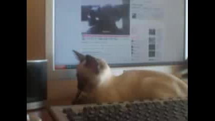 Коте Меси във Vbox