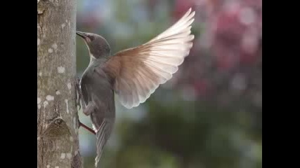 Любэ - Скворцы