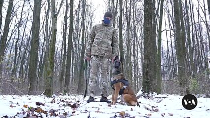 Украински военни обучават кучета за участие в бойни мисии