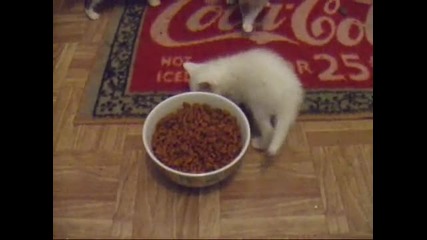 Много сладки малки котенца 