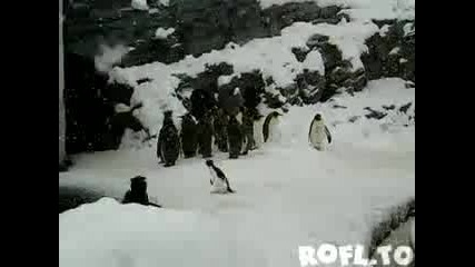 Най - щастливото пингвинче което сте виждали някога 