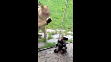 Най-гледания kлип в Интернет - Лъв се опитва да хване бебе