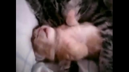 Mom cat hugs kitten having a bad dream - too cute