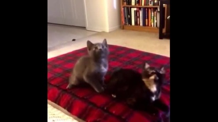 Музикални Котки