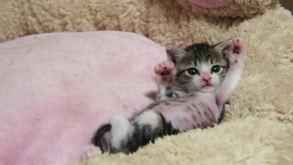 Сладко Котенце се събужда от Сън!