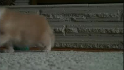 Aww
