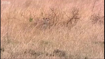 Bbc - Гепард на лов за газела