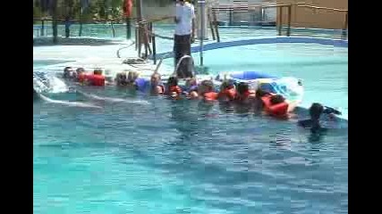 Плуване с делфини
