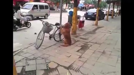 хора и животни част 14