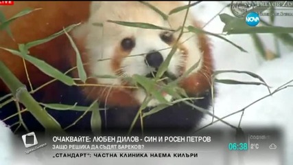 Червените панди в зоопарка в Ню Йорк се радват на снега
