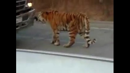 Сибирски тигър на руска магистрала 