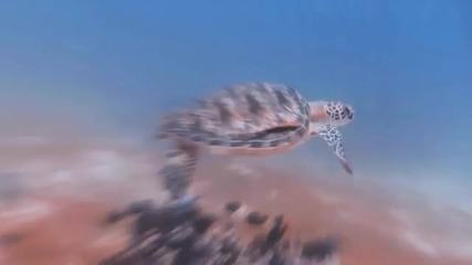 Бохол - Филипински острови част 2