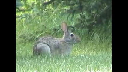I have an attack bunny.