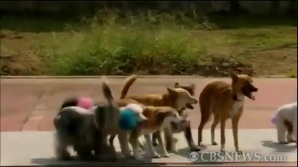 Кученца Скачат На Въже В Синхрон!