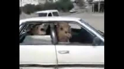 Две камили в тясна кола - 2 Camels in a Tiny Car