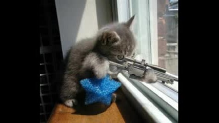 Funny Animals