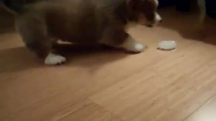 Сладко кученце си играе с бучка лед