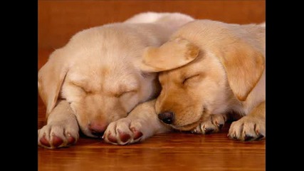 Dogs